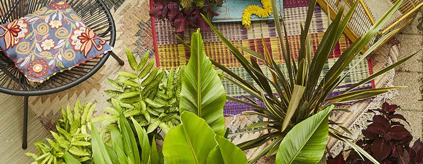 look tropical