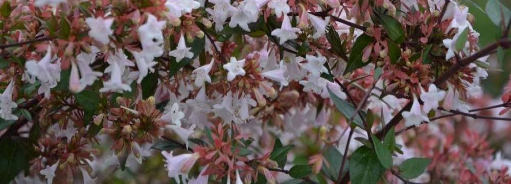 abelia fleurs