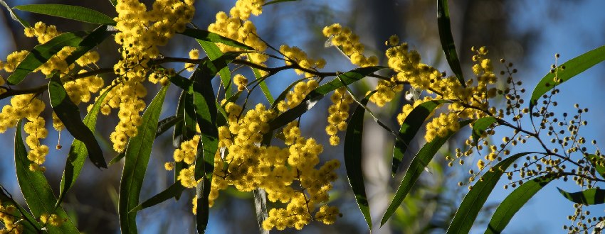 acacia plante