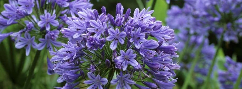agapanthes