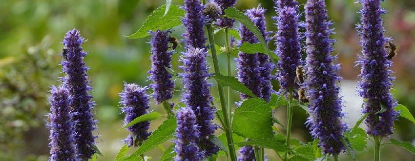 agastache plante