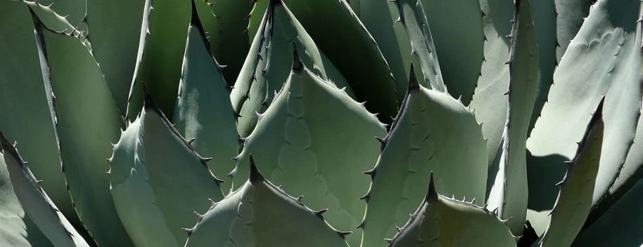 agave