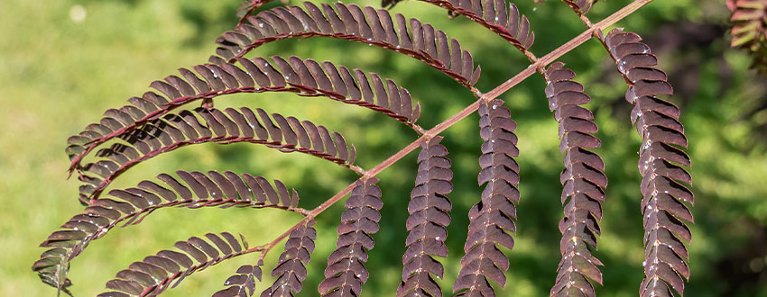feuilles albizia