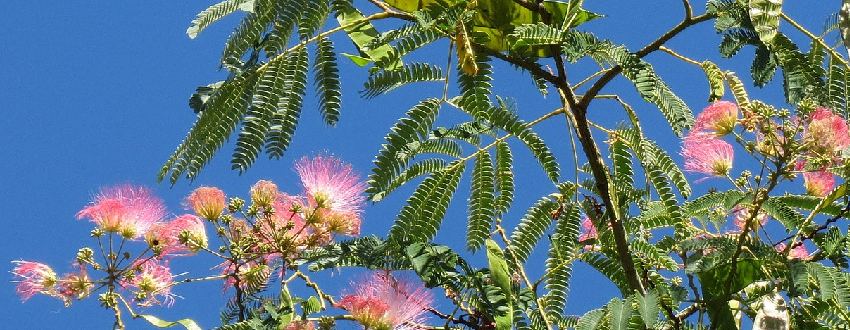 albizia feuilles