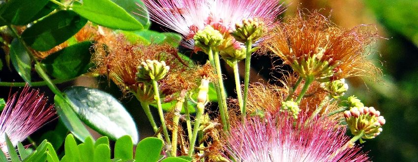 arbre albizia