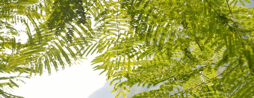 feuilles albizia