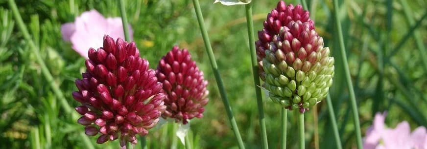 allium jardin