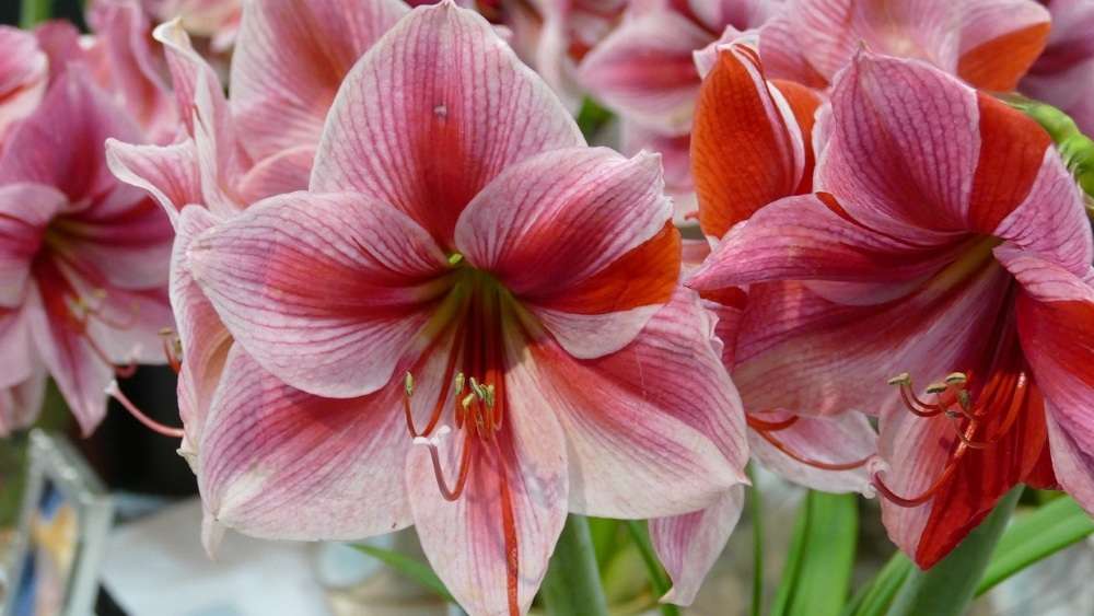 fleur amaryllis