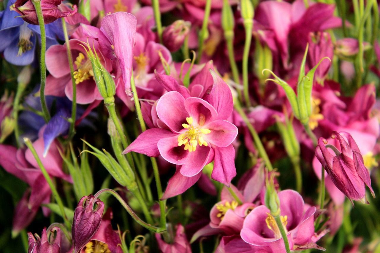ancolie variété et entretien