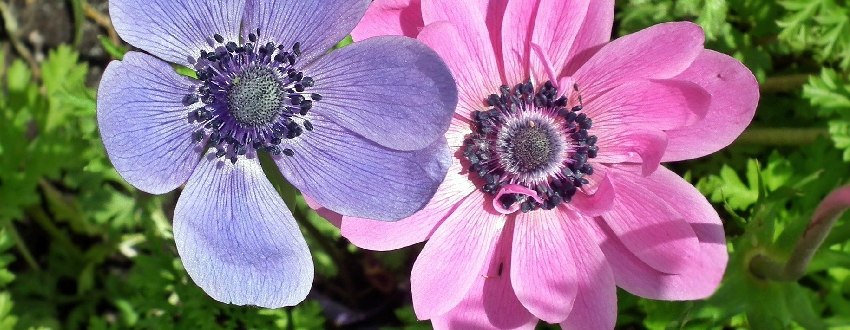 anemone plantation