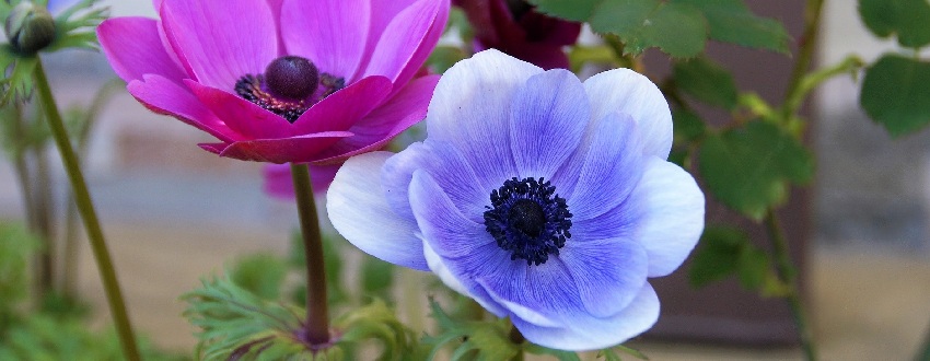anemone plante