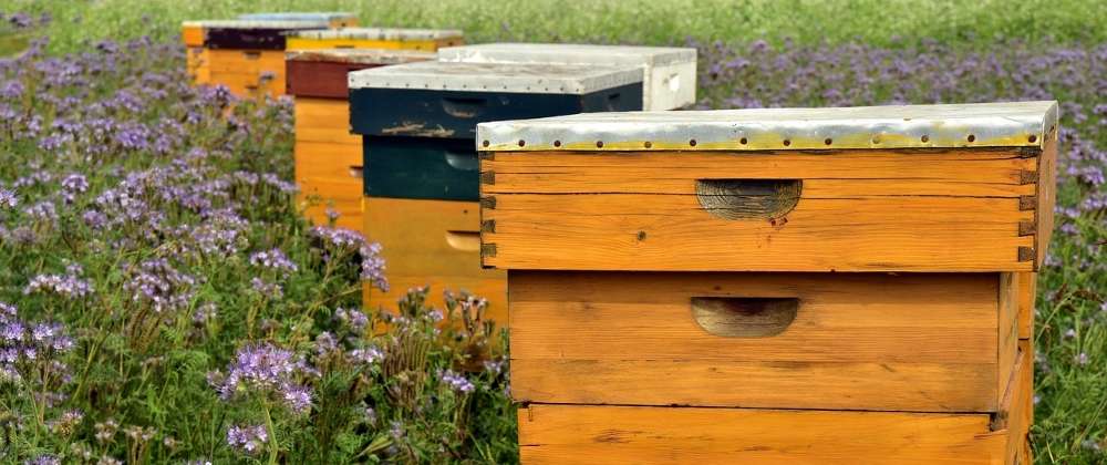 apiculture
