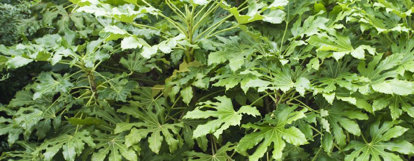 aralia plante