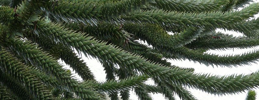 araucaria plante