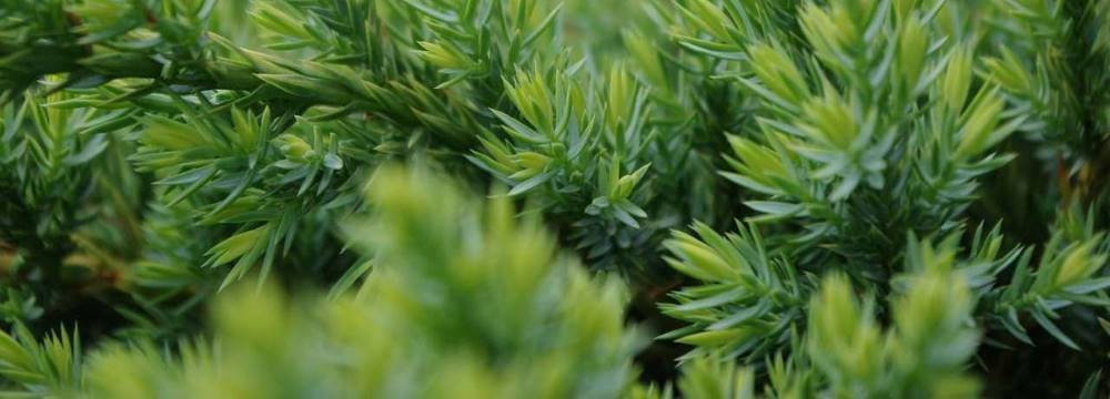gros plan épines abre persistant