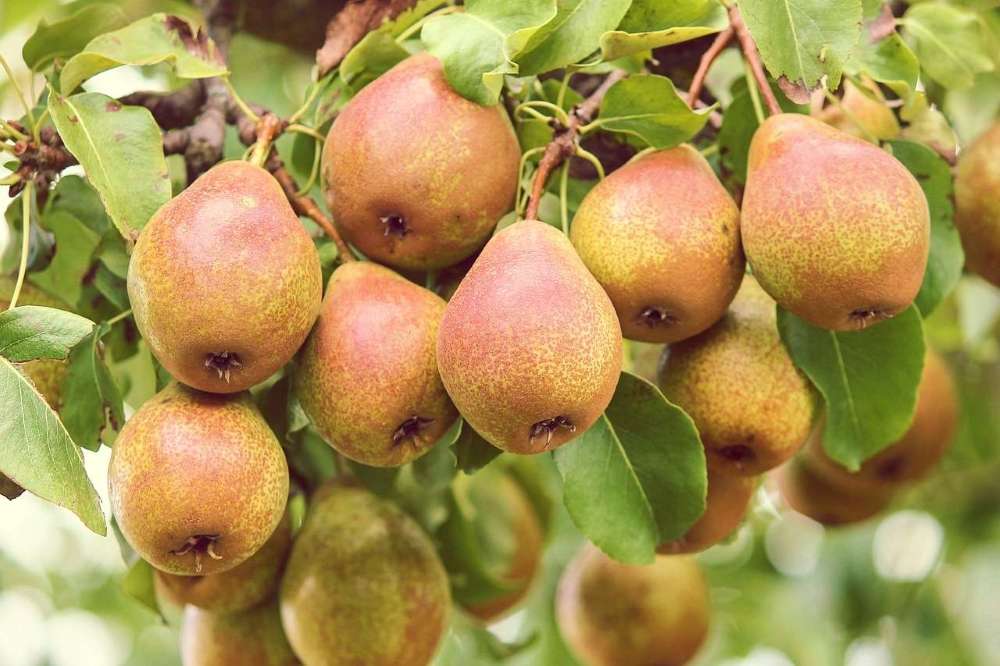 arbre fruitier poirier