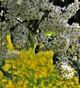 arbres et arbustes dornement