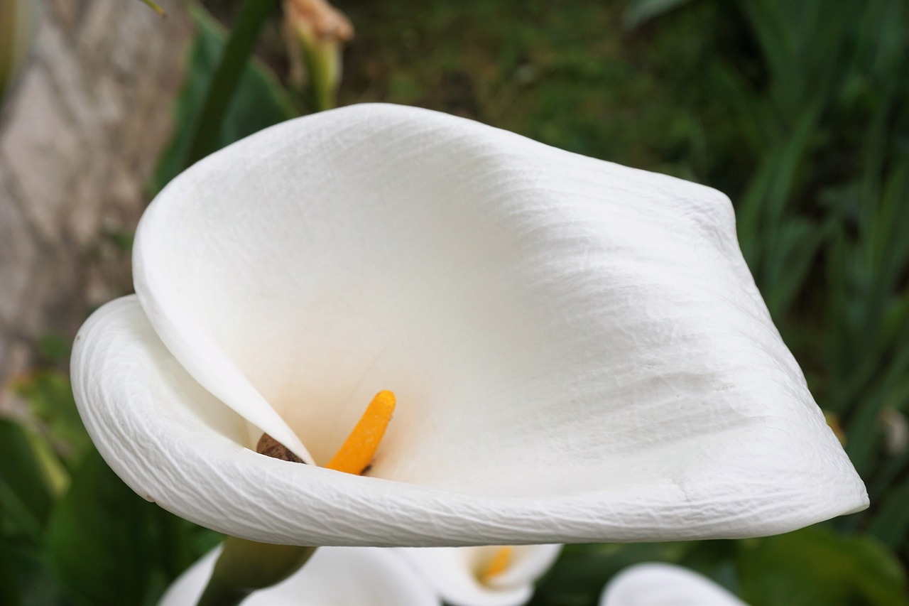 Arum entretien et plantation