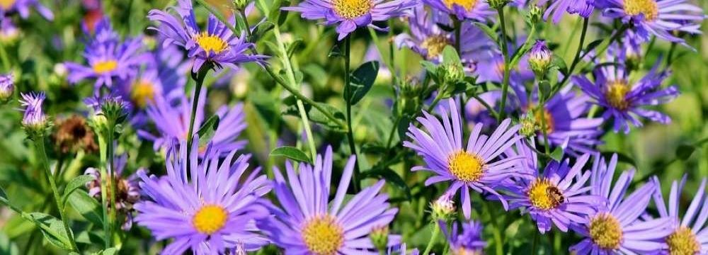 aster varietes