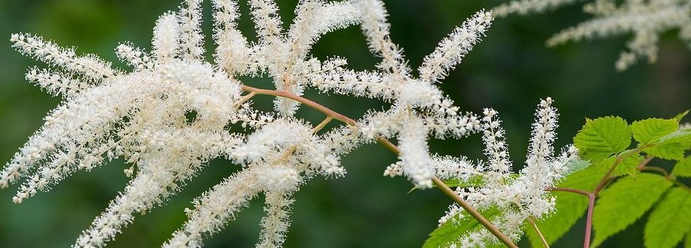 astilbe plantation