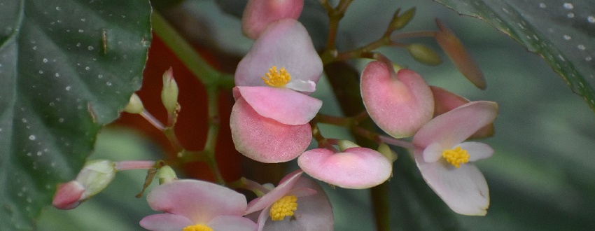Comment choisir sa variété de bégonias ? 