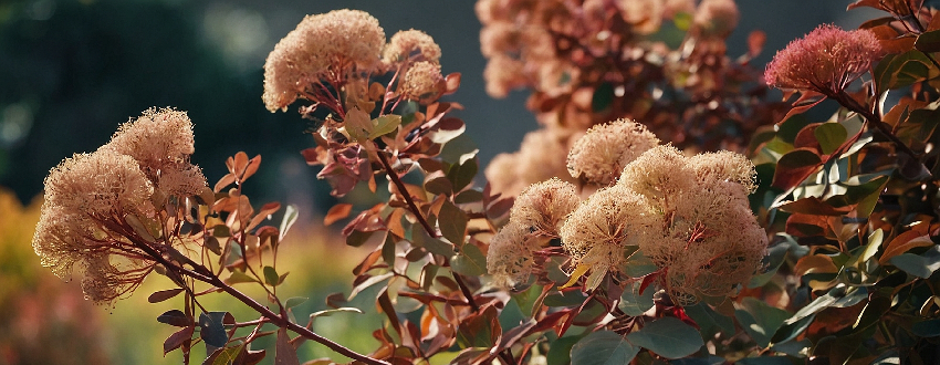 Spécimen de cotinus sur fond verdoyant
