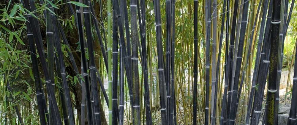 phyllostachys nigra