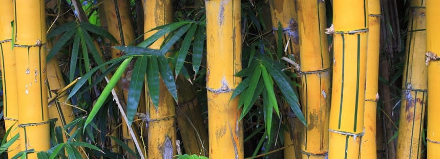 bambou persistant