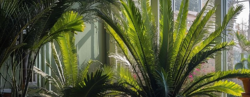 Feuille de cycas dans un jardin