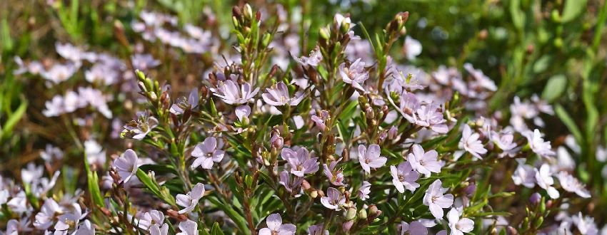 Magnifique diosma hirsuta pink fountain en floraison