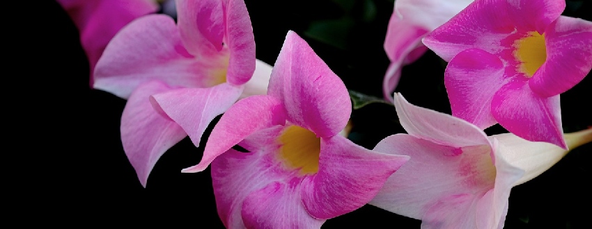 dipladenia fleuries