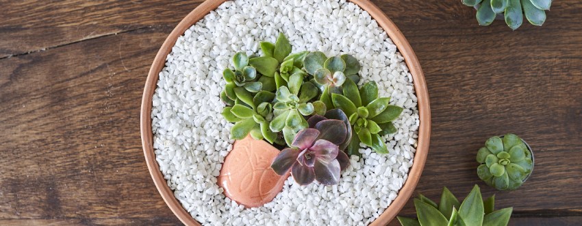 une composition de succulentes