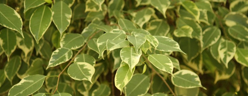 ficus en pot