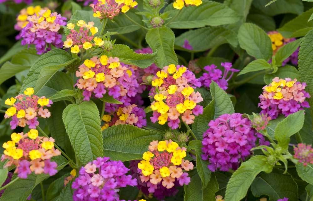 plantation lantana