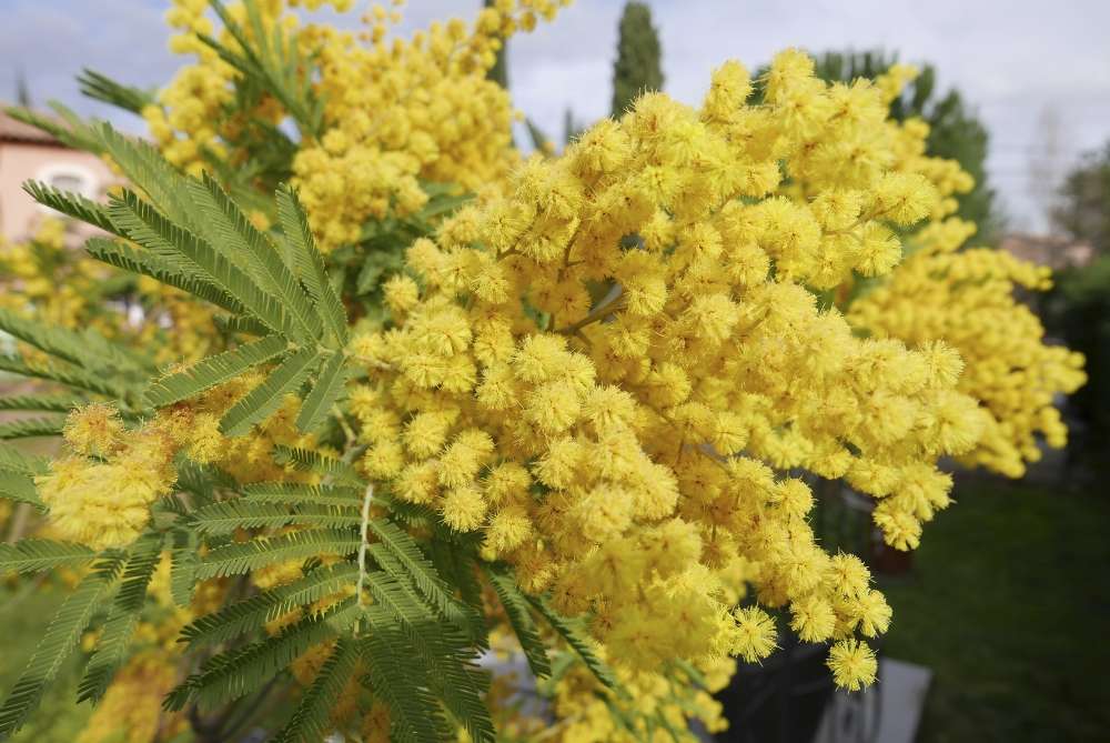mimosa