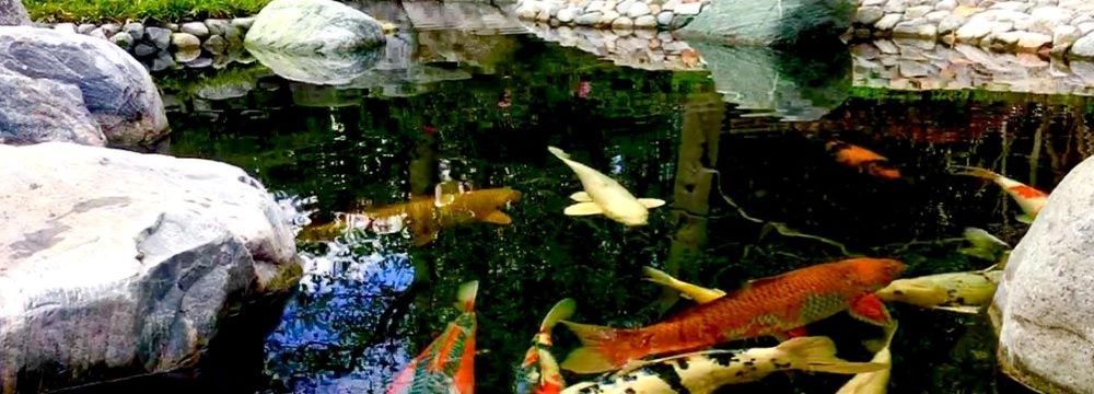 
poisson bassin jardin