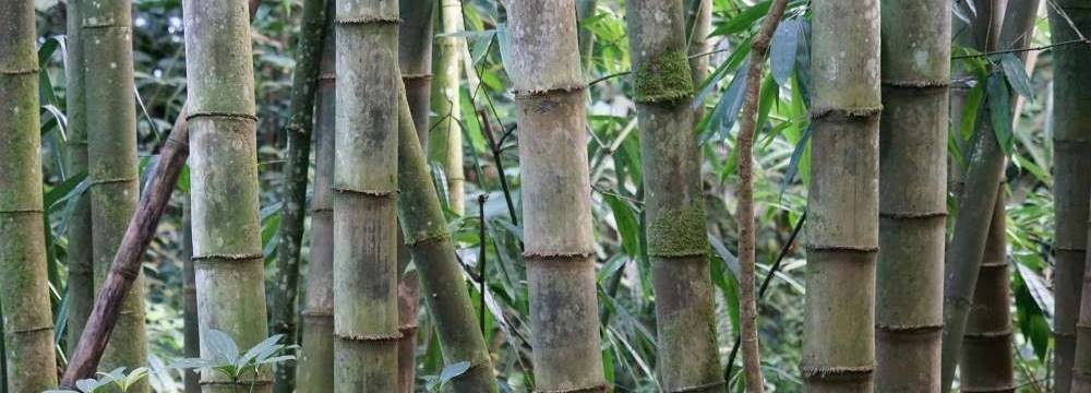 barriere anti-rhizomes