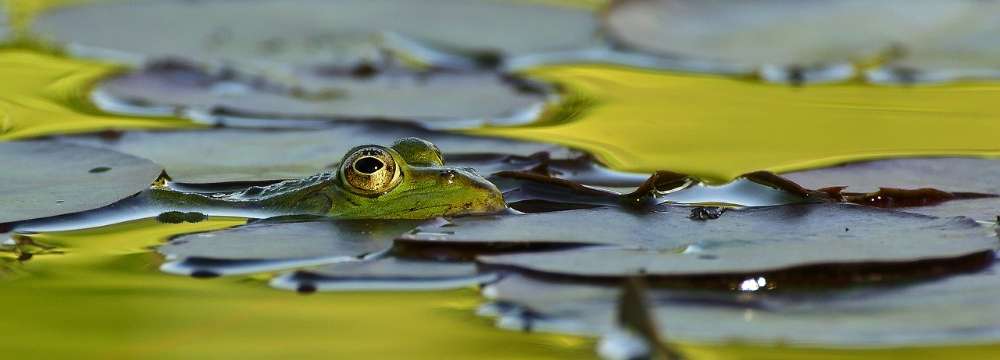 bassin naturel