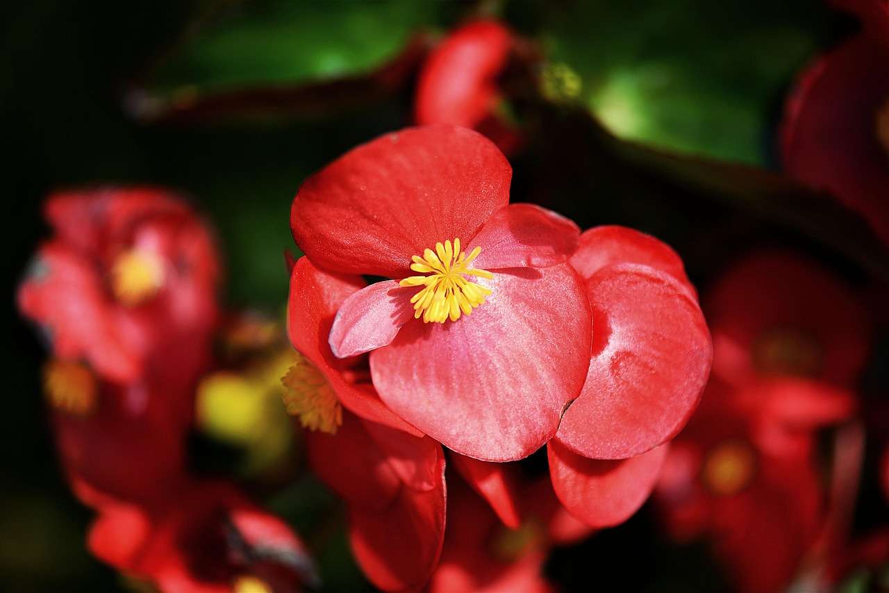 bégonia de jardin