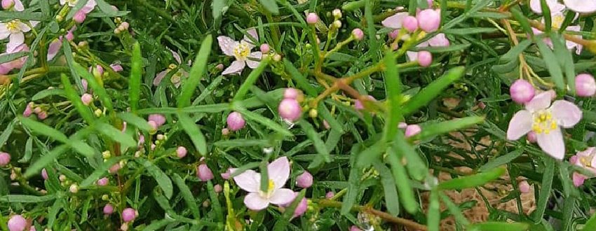 Boronia  : plantation, entretien et taille