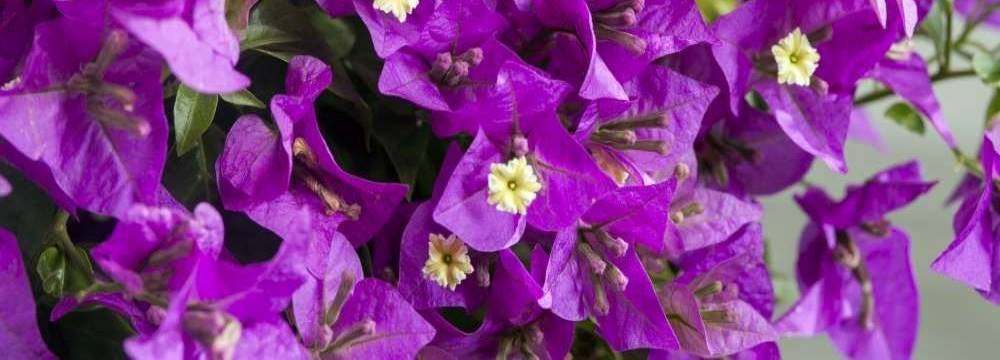 bougainviller plante