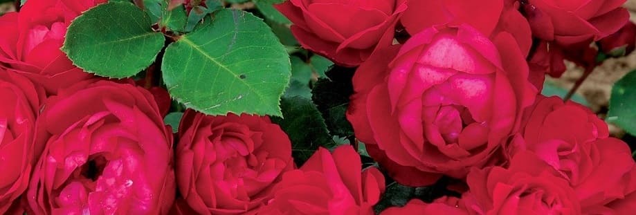 bouturer rosier