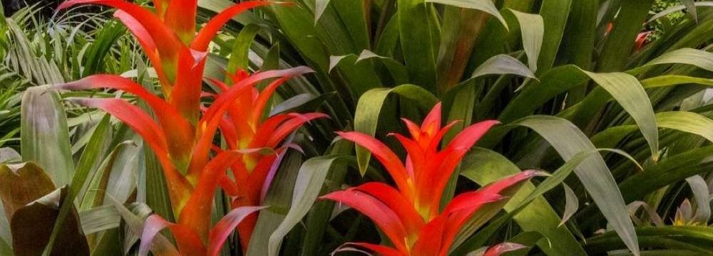 broméliacées variétés plantation entretien
