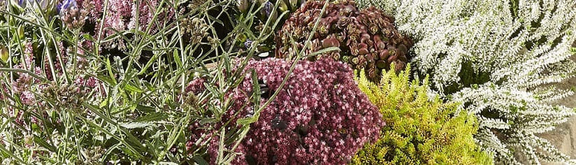 bruyere jardin
