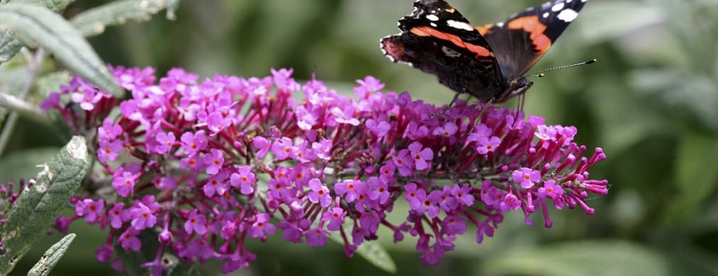 buddleia