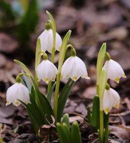 bulbes fleuris