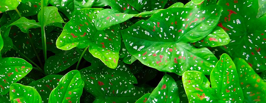 caladium