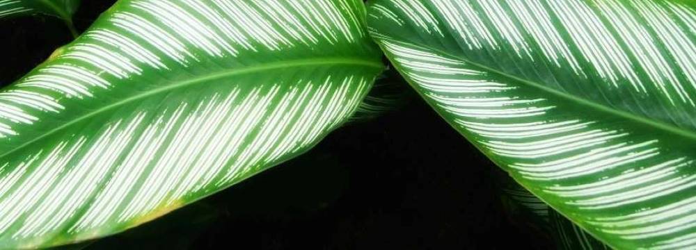 calathea feuillage