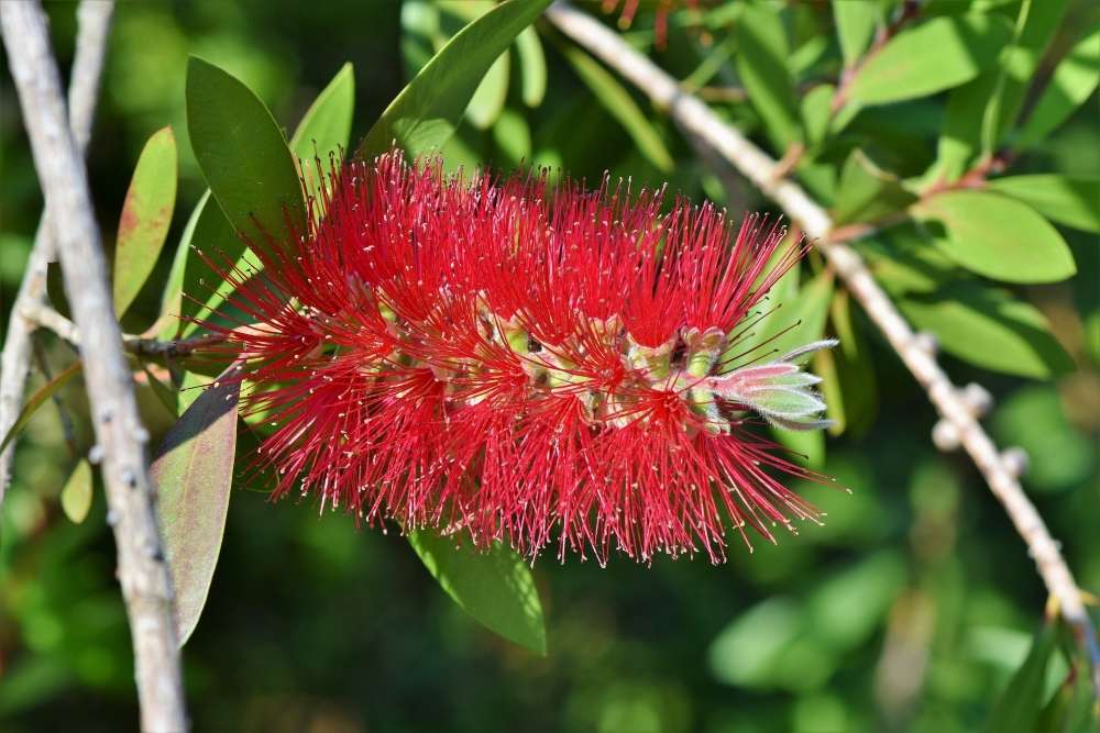 plantation callistemon rouge