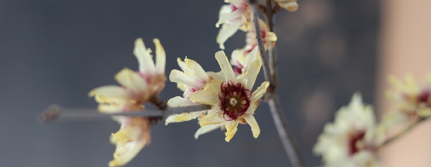 calycanthus arbre